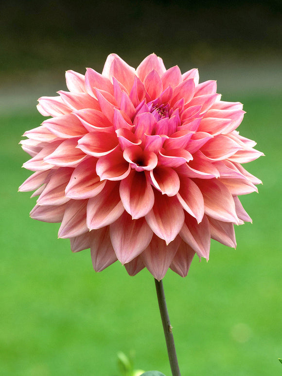 Dahlia ‘Romance’ i romantisk sommarplantering