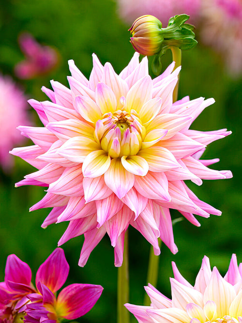 Dekorativ dahlia ‘Romantique’ i full blom