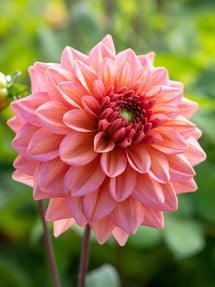 Dahlia Salmon Runner