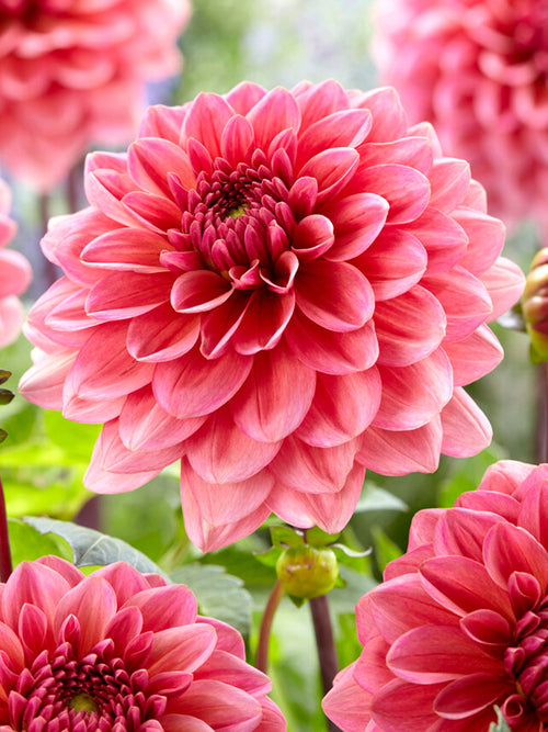 Dahlia Salmon Runner