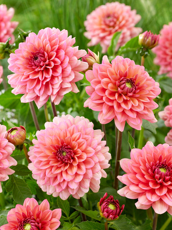 Vårplantering Dahlia Salmon Runner