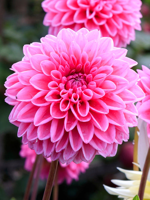 Dahlia Sandra