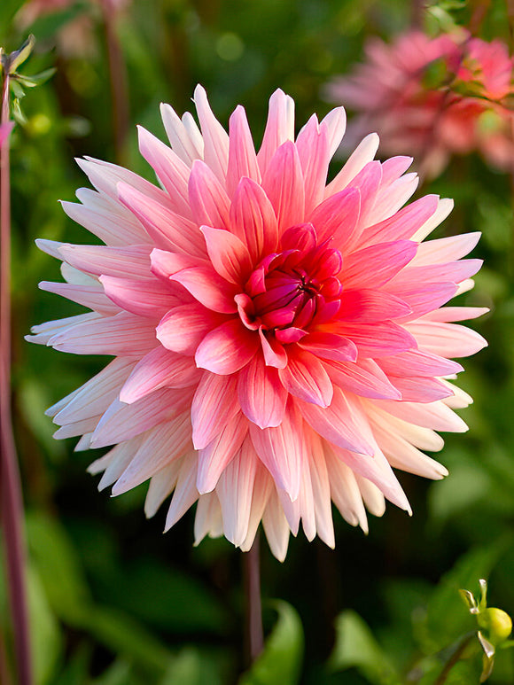 Dahlia ‘Schneckenstein’ i rosaröd ton