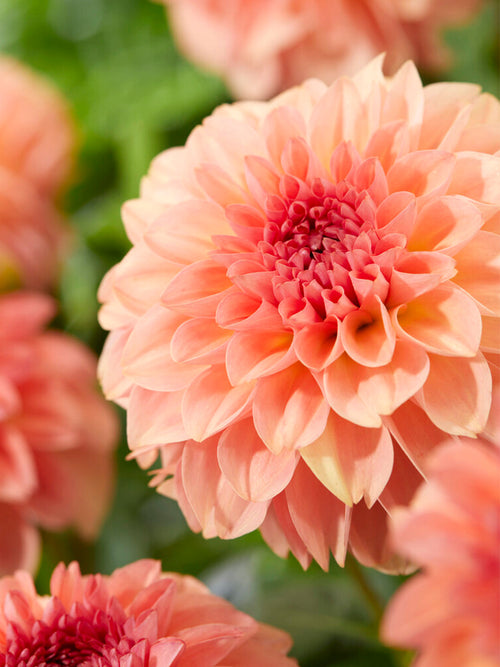 Dahlia Sebastian | DutchGrown™ Sverige