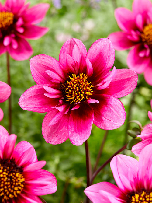 Dahlia ‘Skyfall’ med rosa och lila collarette-blommor