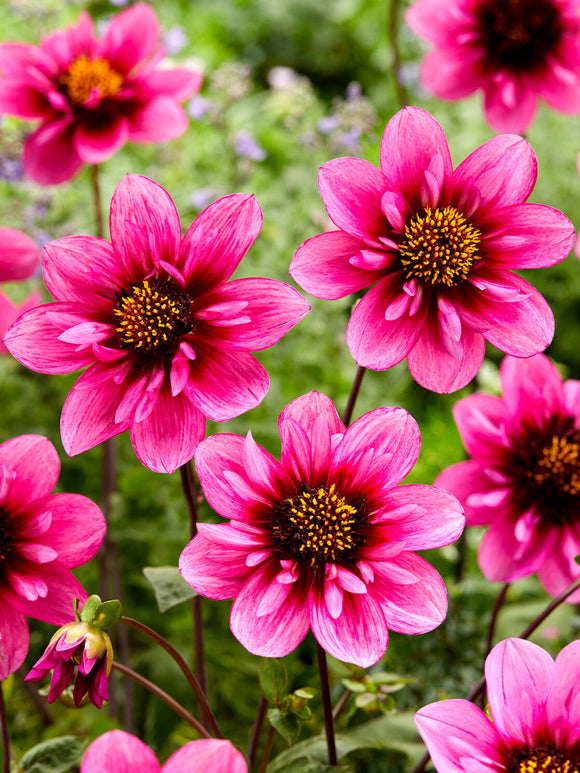 Dahlia ‘Skyfall’ i sommarblommande rabatt