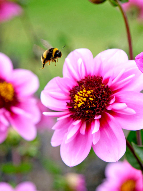 Närbild på collarette-dahlia ‘Skyfall’ med gul mitt