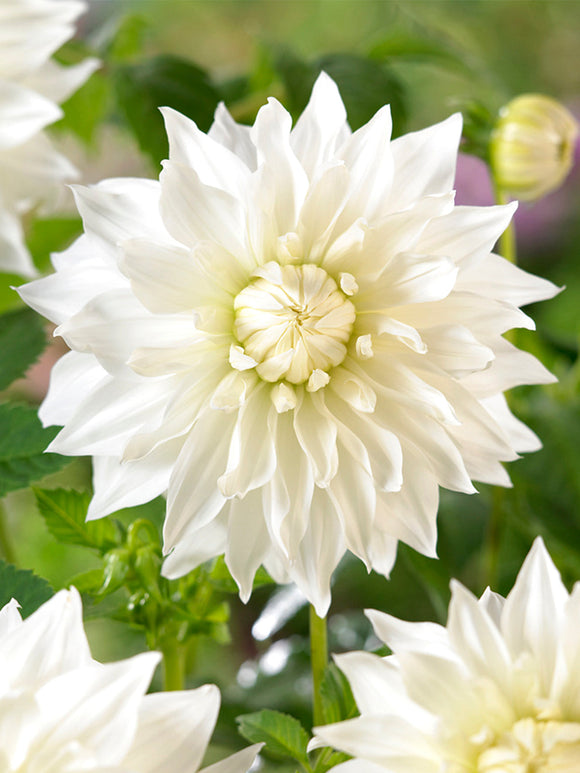 Tallriksdahlia Snowbound 