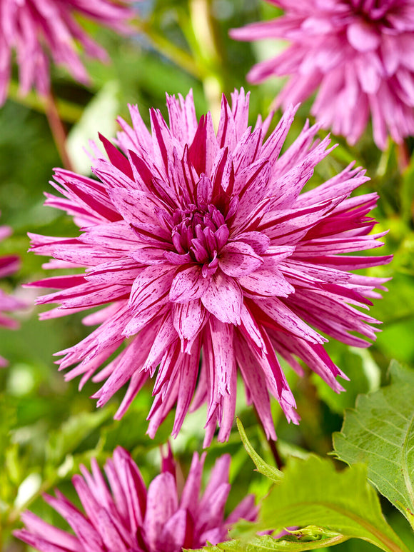 Dahlia ‘Striped Ambition’ med lavendelrosa strimmiga blommor