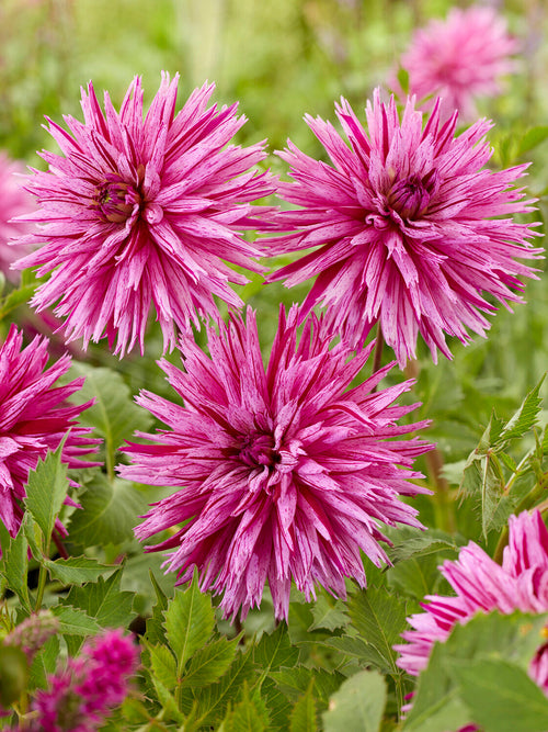 Dahlia ‘Striped Ambition’ i sommarblommande rabatt