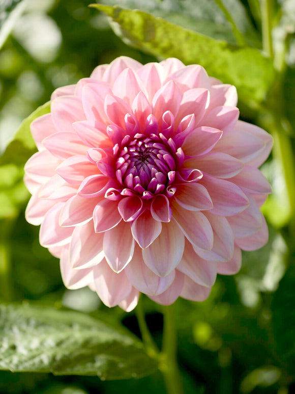 Närbild på dekorativ dahlia ‘Sturm Sweet Maria’