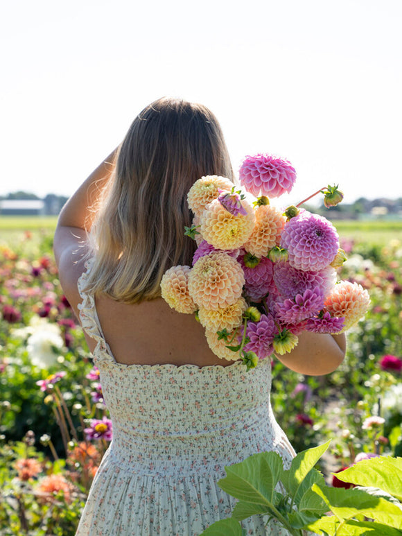 Vårplantering Dahlia Sweet Fabienne