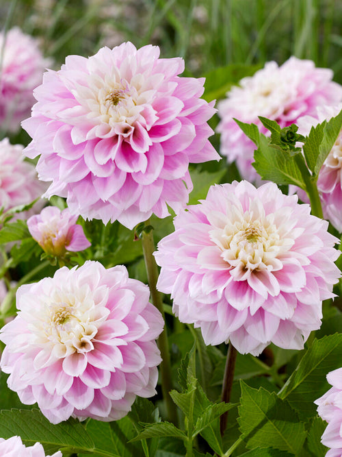 Dahlia Sweet Love | DutchGrown™ Sverige