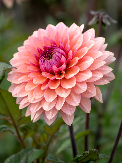 Dahlia ‘Sweet Sanne’ i mjuk sommarplantering