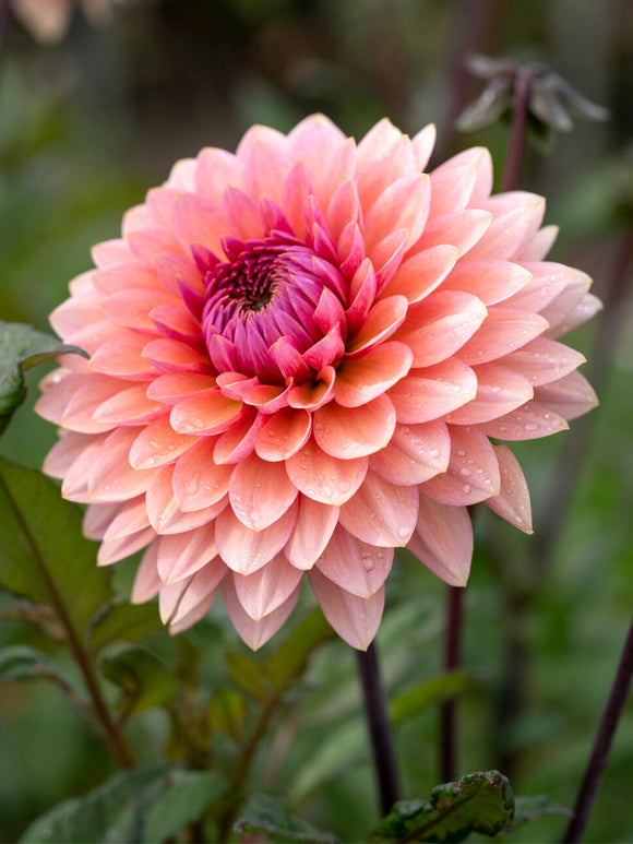 Dahlia ‘Sweet Sanne’ i mjuk sommarplantering