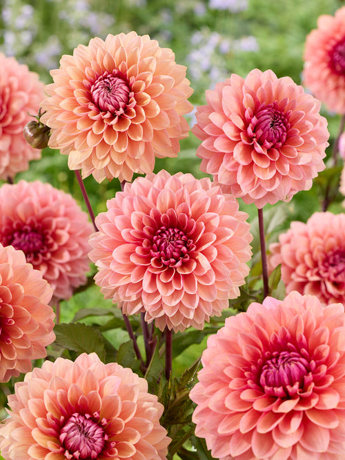 Närbild på dekorativ dahlia ‘Sweet Sanne’