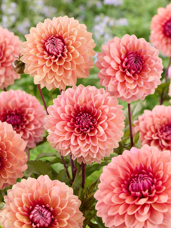 Närbild på dekorativ dahlia ‘Sweet Sanne’