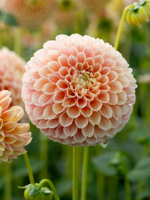 Närbild på boll-dahlia ‘Sweet Suzanne’