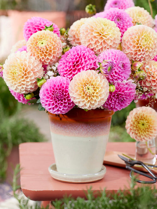 Bukett med boll-dahlia ‘Sweet Suzanne’