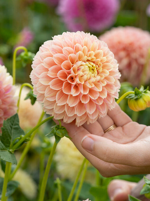 Dahlia ‘Sweet Suzanne’ med rundade persiko- och aprikosblommor