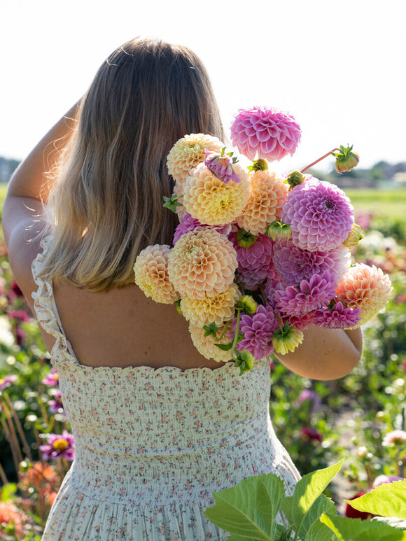 Bukett med boll-dahlia ‘Sweet Suzanne’