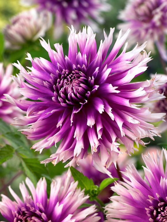 Frigoulet Dahlia Table Dancer