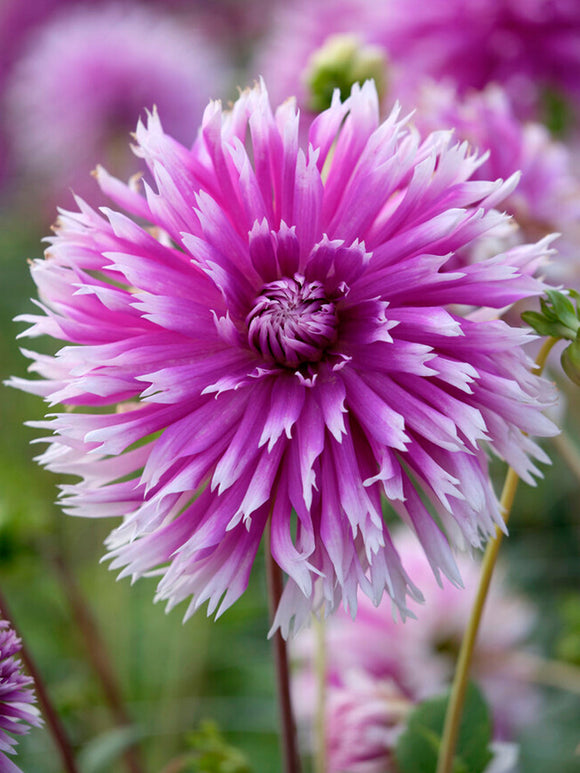 Dahlia Table Dancer