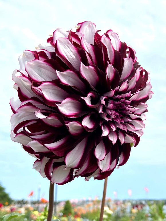 Dahlia Tartan | DutchGrown™ Sverige