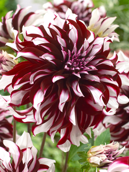 Vårplantering Dahlia Tartan 