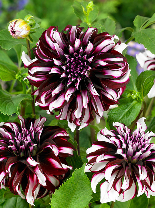 Dahlia Tartan