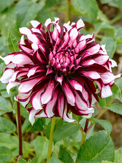 Vårplantering Dahlia Tartan