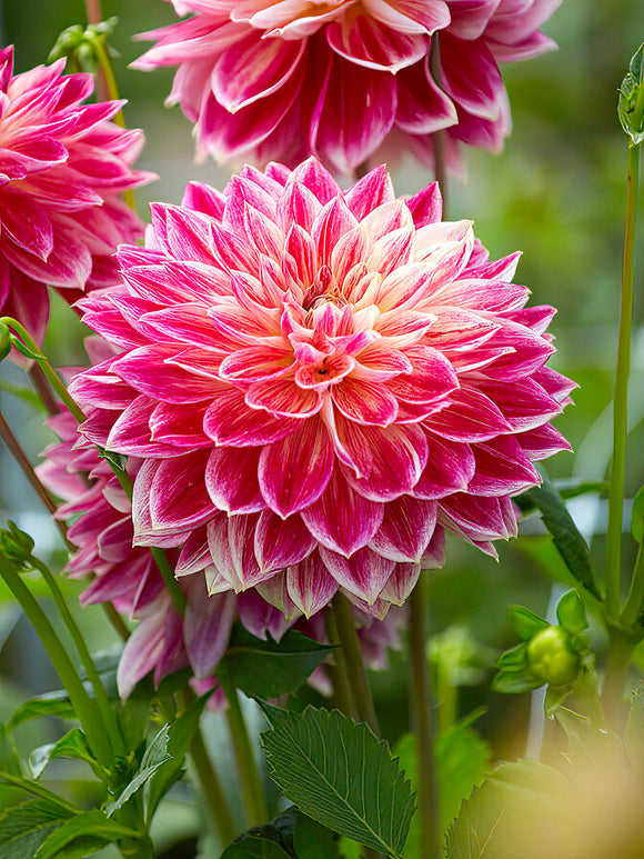 Närbild av dahlia ‘Temple of Beauty’