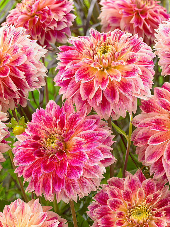 Dahlia Temple of Beauty