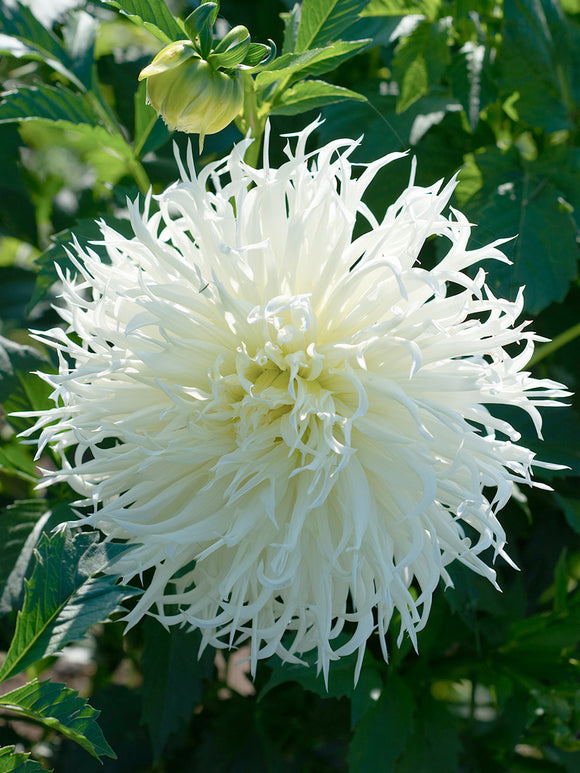 Vit spindeldahlia ‘Tsuki-Yori-No-Shisha’ i blom