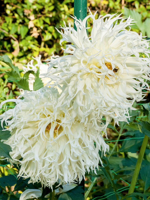 Dahlia med spindelformade vita blommor i trädgård