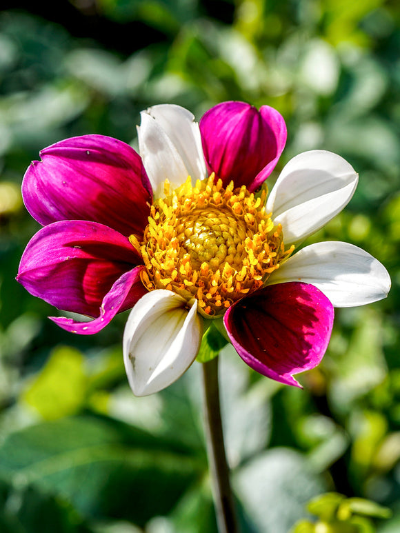 Dahlia ‘Twyning’s Smartie’ med färgskiftande blommor