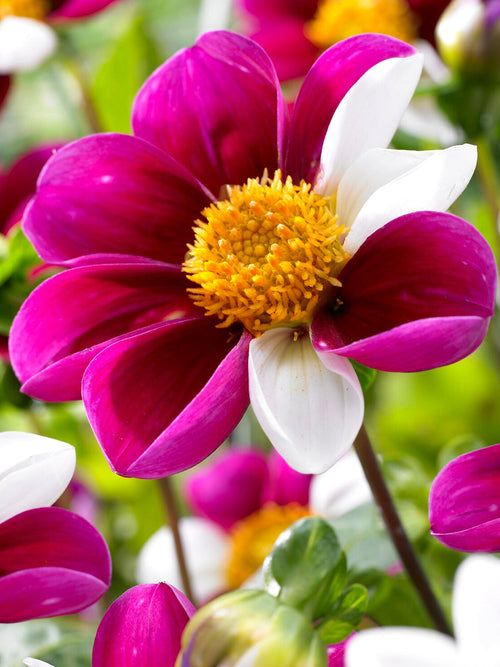 Närbild på enkelblommande dahlia med gul mitt