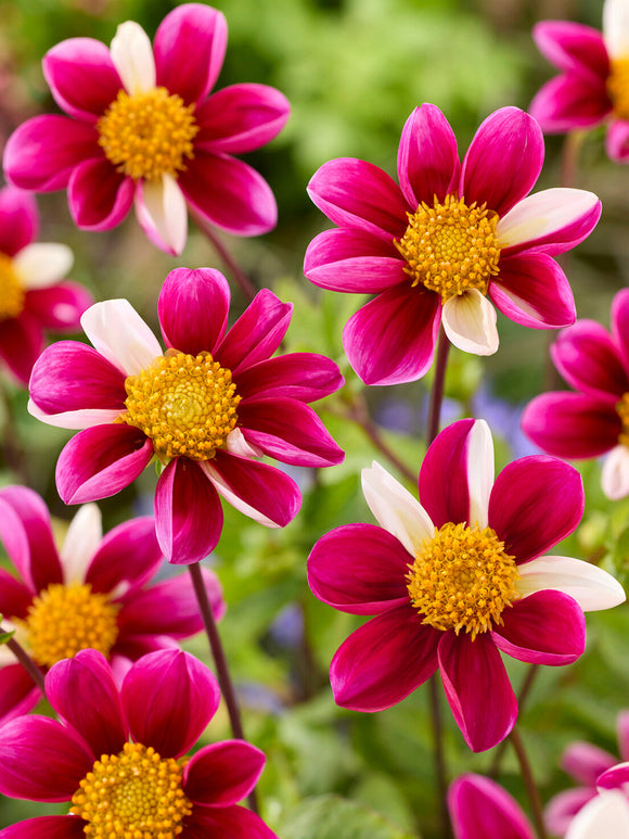 Pollinatörsvänlig dahlia ‘Twyning’s Smartie’ i rabatt