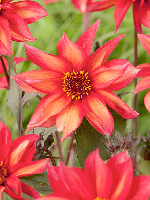 Pollinatörsvänlig dahlia i blom under sommaren