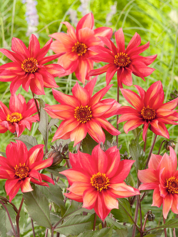 Mörkbladig dahlia ‘Waltzing Mathilda’ i rabatt