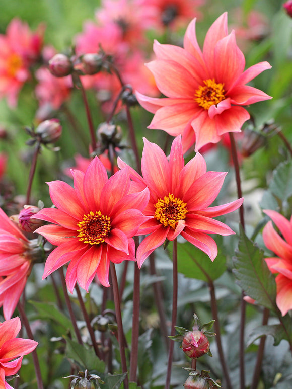 Närbild på enkel dahlia med gyllene centrum