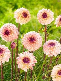 Dahlia Wine Eyed Jill