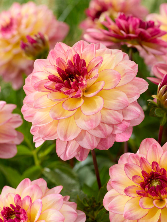 Dahlia ‘Zingaro’ med rosa och gula färgskiftningar