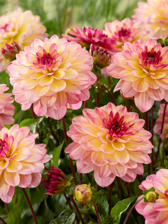 Dahlia ‘Zingaro’ i rabatt med mjuka pasteller