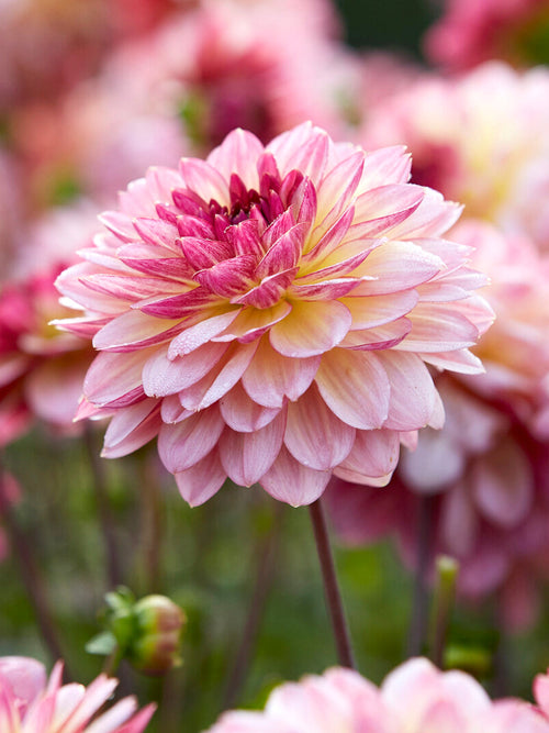 Kompakt dahlia ‘Zingaro’ i sommarplantering