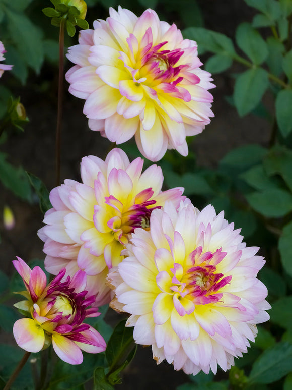Närbild på dekorativ dahlia med unika färgtoner