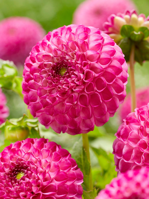 Dahlia ‘Zippity Do Da’ med små rosa pomponblommor