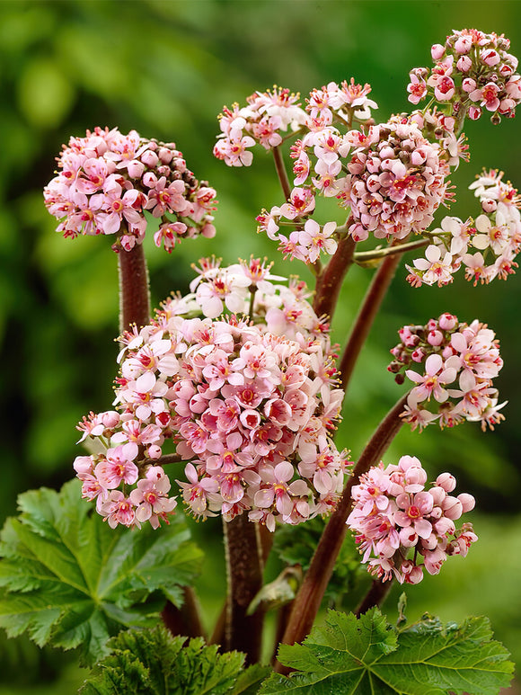 Köp holländska Darmera Peltata nakna rötter i toppstorlek från DutchGrown™