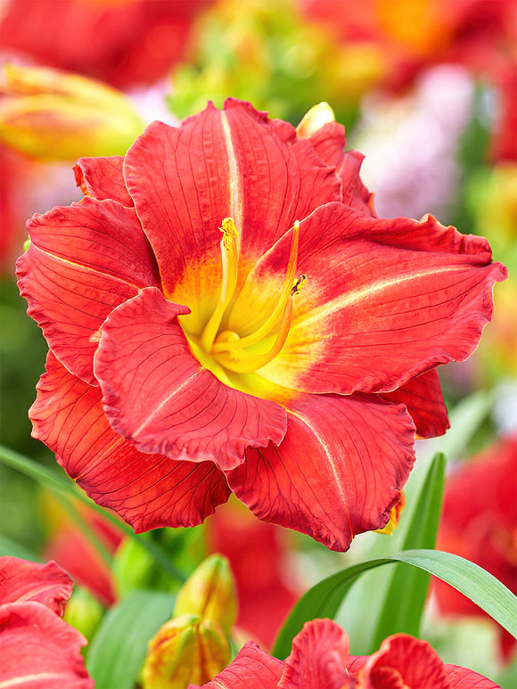 Daglilja Booby Ruby (Hemerocallis) Sommarfavoriter | Högsta kvalitet