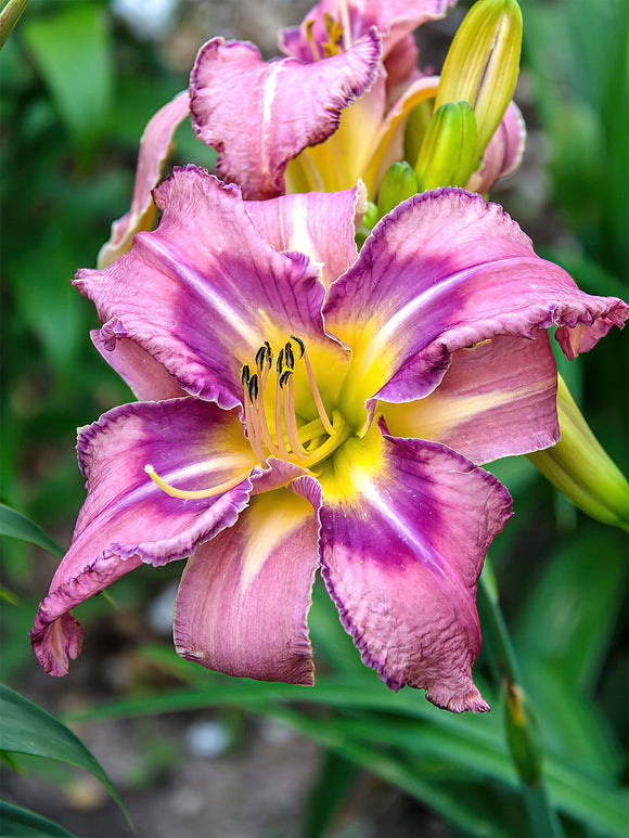 Köp Daglilja Mildred Mitchell (Hemerocallis) 